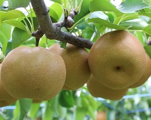 梨の写真