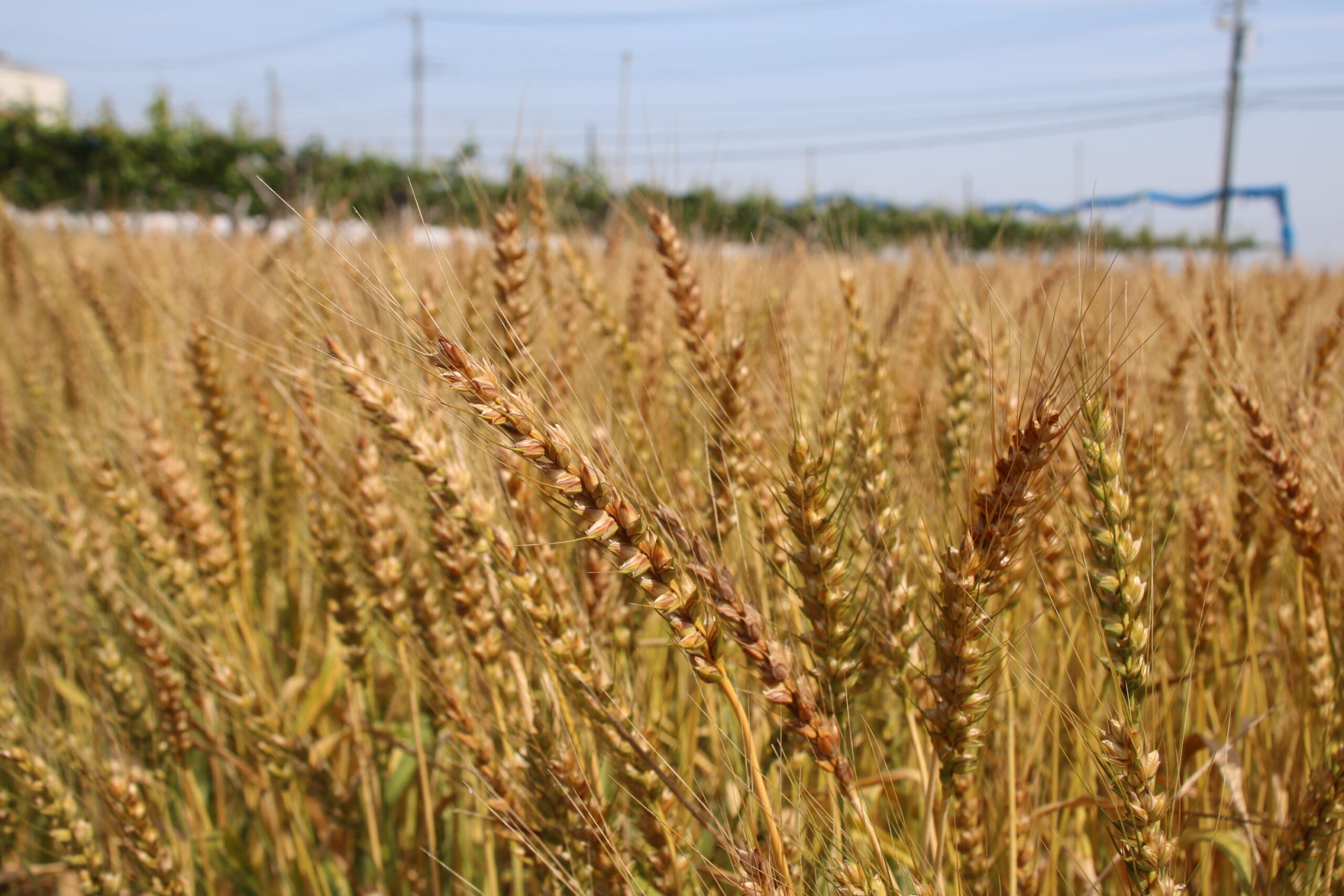 小麦（上里町）